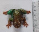 Beautiful unique frog
