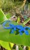 Gecko Blue and Glitter Lizard